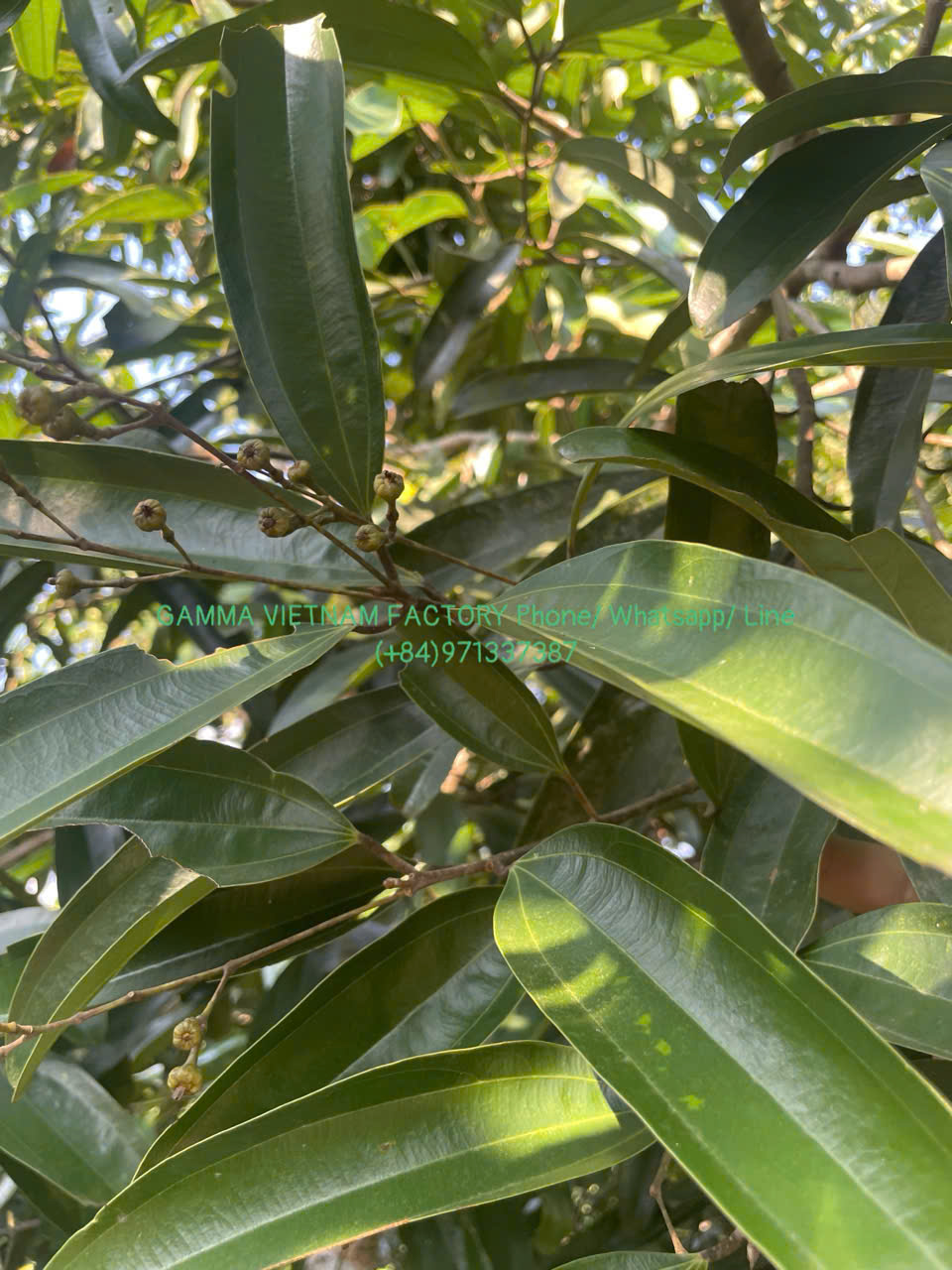 z7289937913802_3cf317a85e30a8f03127a85530fe5d5b